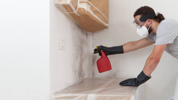 Basement Mold Remediation treatment on basement walls in Millersburg